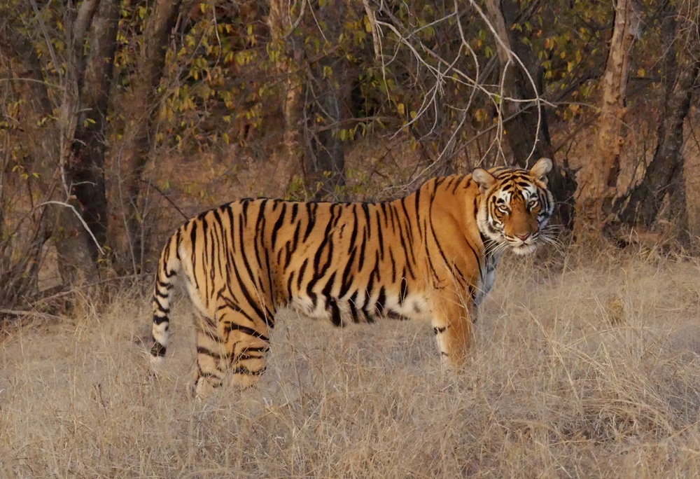 Waw_T-111-Ranthambore