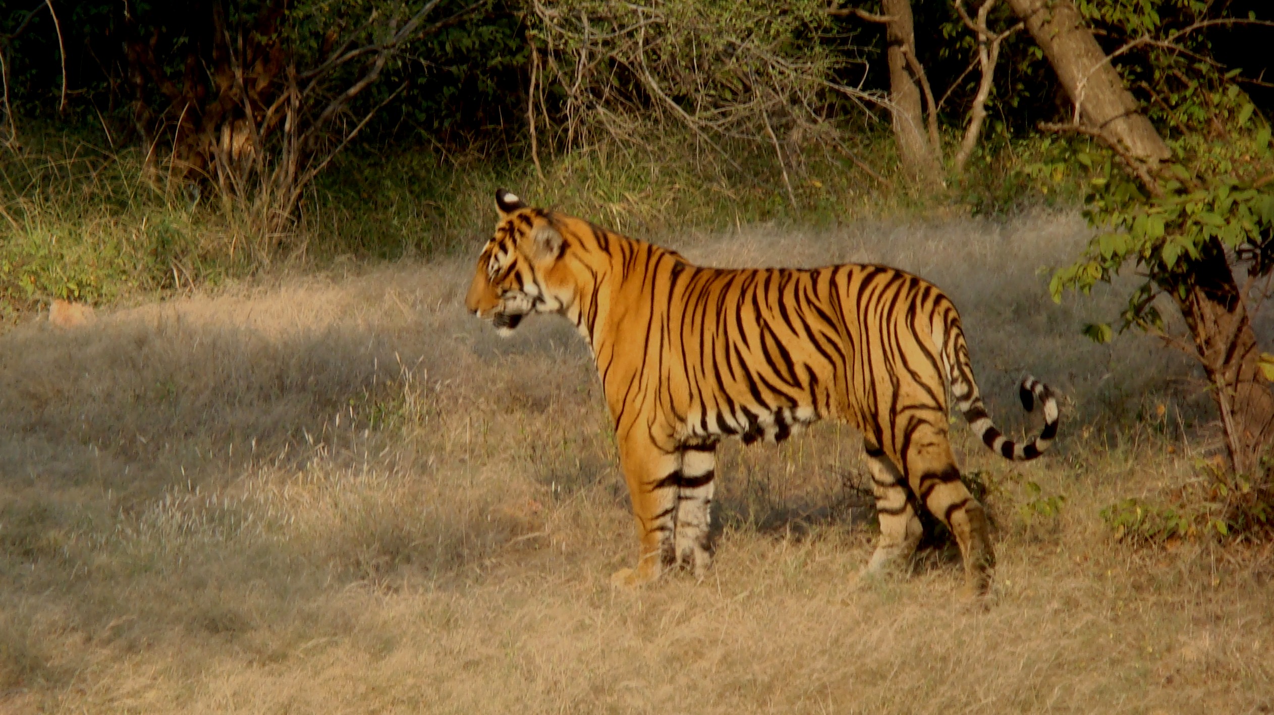CA|TS-Ranthambore