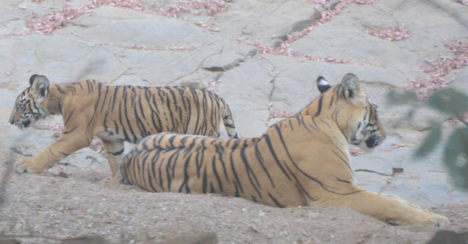 One more tiny cub spotted in Ranthambhore