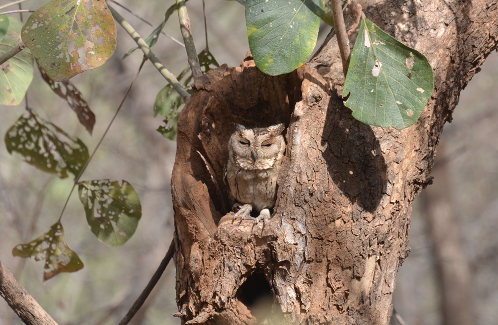 अवैध वन्यजीव व्यापार से प्रभावित भारतीय उल्लू  | Imperilled by illicit wildlife trade: Owls of India.