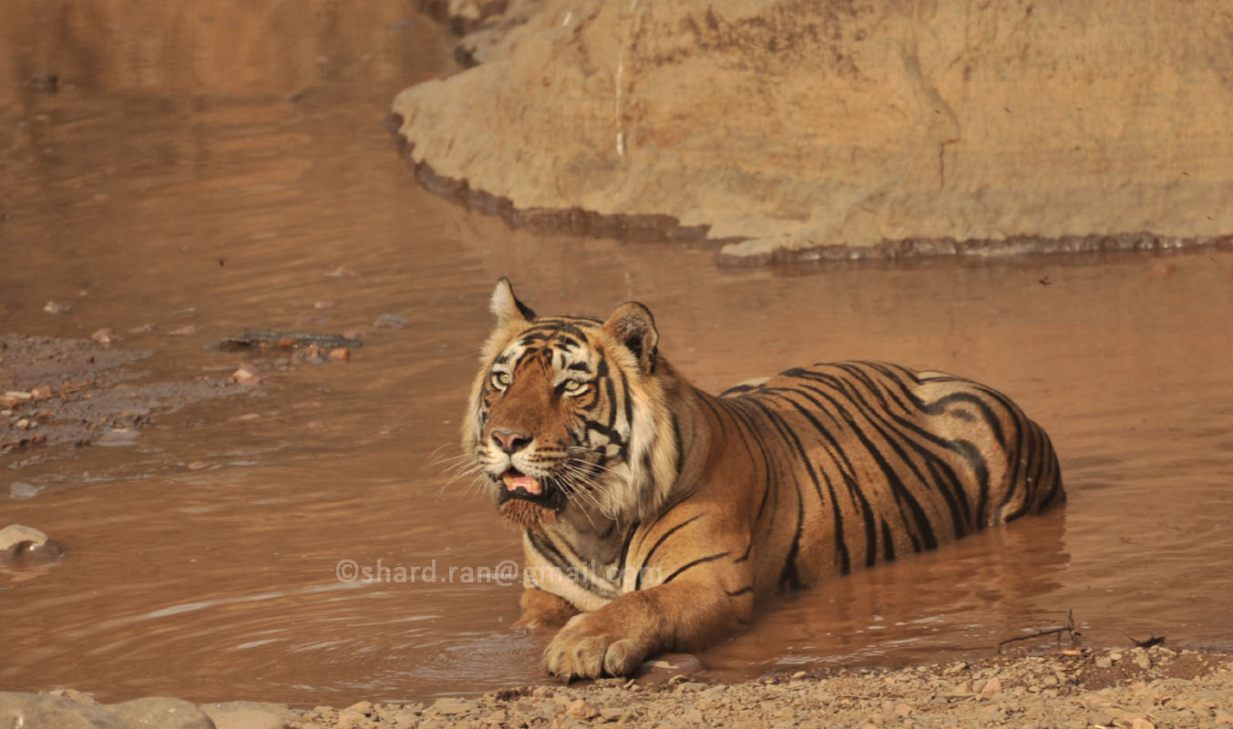 रणथंभौर पयर्टक वाहनों की मॉडल कंडीशन 7 से बढ़ा कर 9 वर्ष की, 10 फीसदी किराए में बढ़ात्तरी।