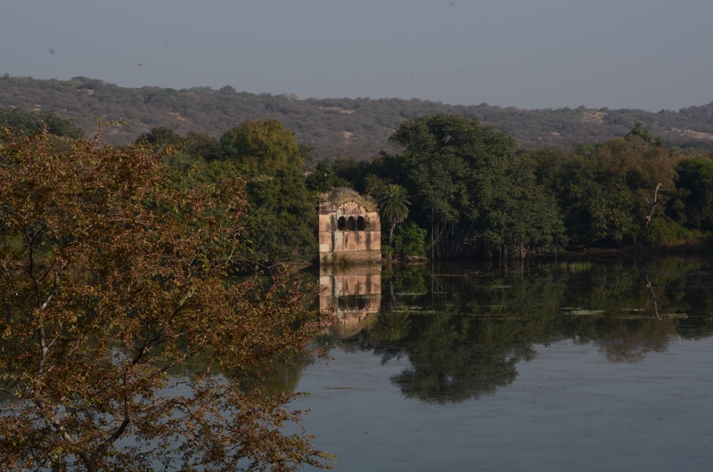 रणथंभौर में तीसरी बार, पर्यटक वाहन के ब्रेकफेल | एक बार फिर बाल-बाल बचें पर्यटक और नेचर गाइड़