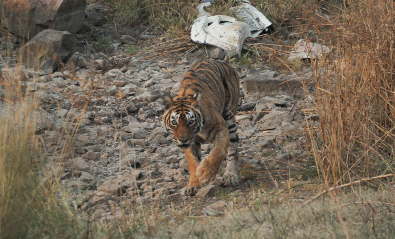 Great Machhali was spotted at Ranthambhore Rd.