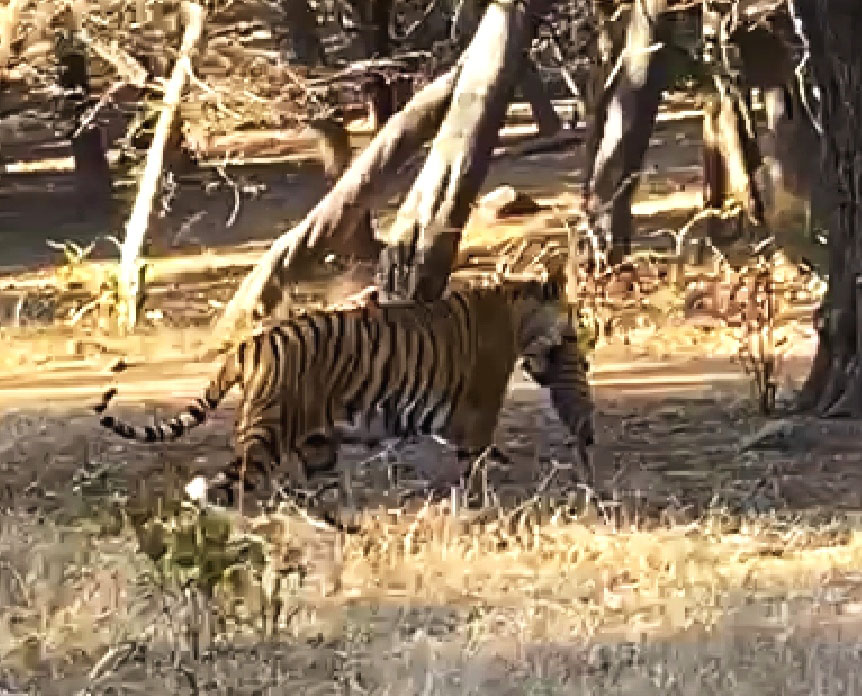 T-39 dubbed Noor, a fourteen-year-old tigress, was spotted in Ranthambore National Park with her new-born little tiger cub!