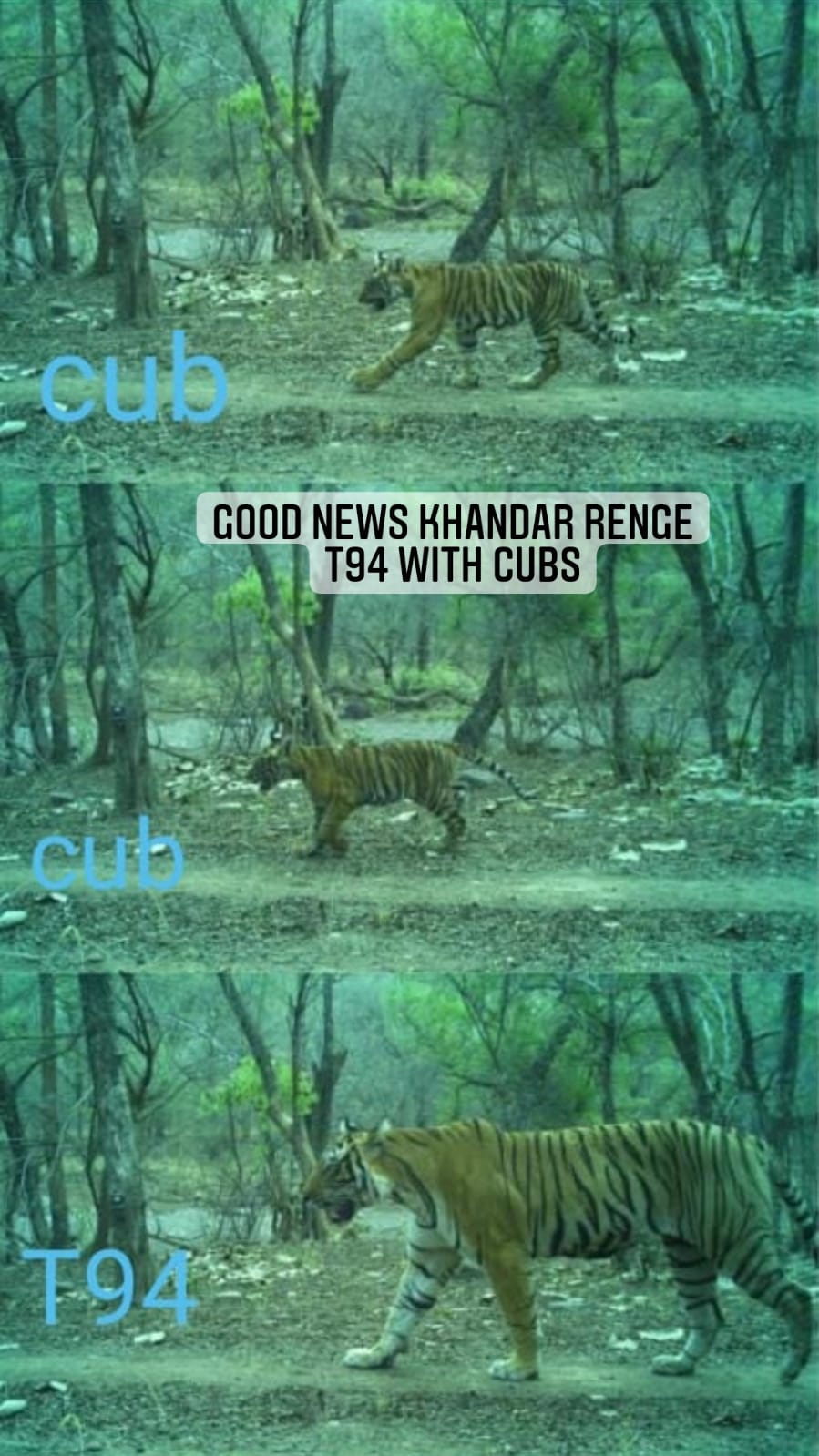 Two New-born Tiger Cubs Spot With Her Mother,T-94 at Ranthambore National Park