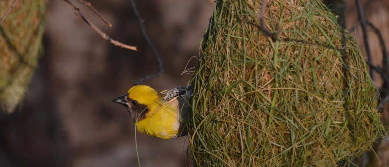 Baya Bird, Rantambhore Bird Watching