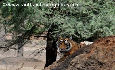 A cub of T-8 ( Ladali)