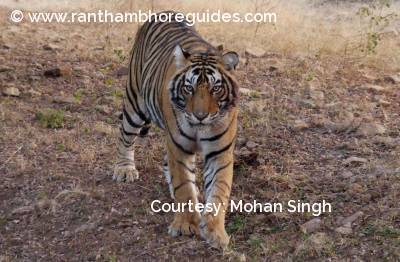 Sub adult male cub-Ranthambore