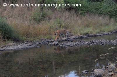 Rnthambore Tigress- Noor akaT-39