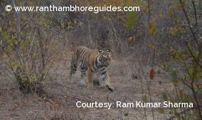 T-111- A sub adult tigress from Ranthambore