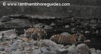 The cute cubs of T-19