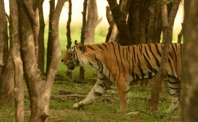Machhali- A Great Wild Life Celebrity From Ranthambhore