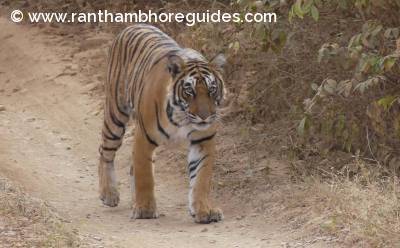 T-111- the doll  of T-19           