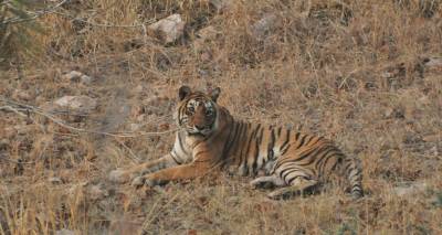 Machhali- The latest picture ! 