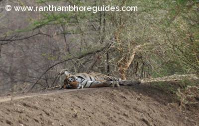 Sub adult male tiger-Ranthambore