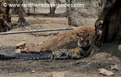 The cub of Ladali (T-8)