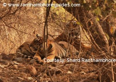 T-73 with her one cub