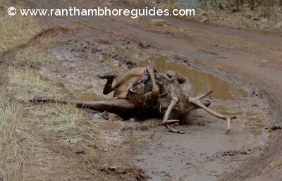 Sambar deer takes Mudbath-Ranthambore National Park