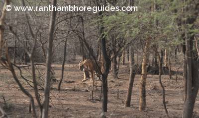 Ladali aka T-8 - Ranthambore 