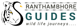 Ranthambhore Guides