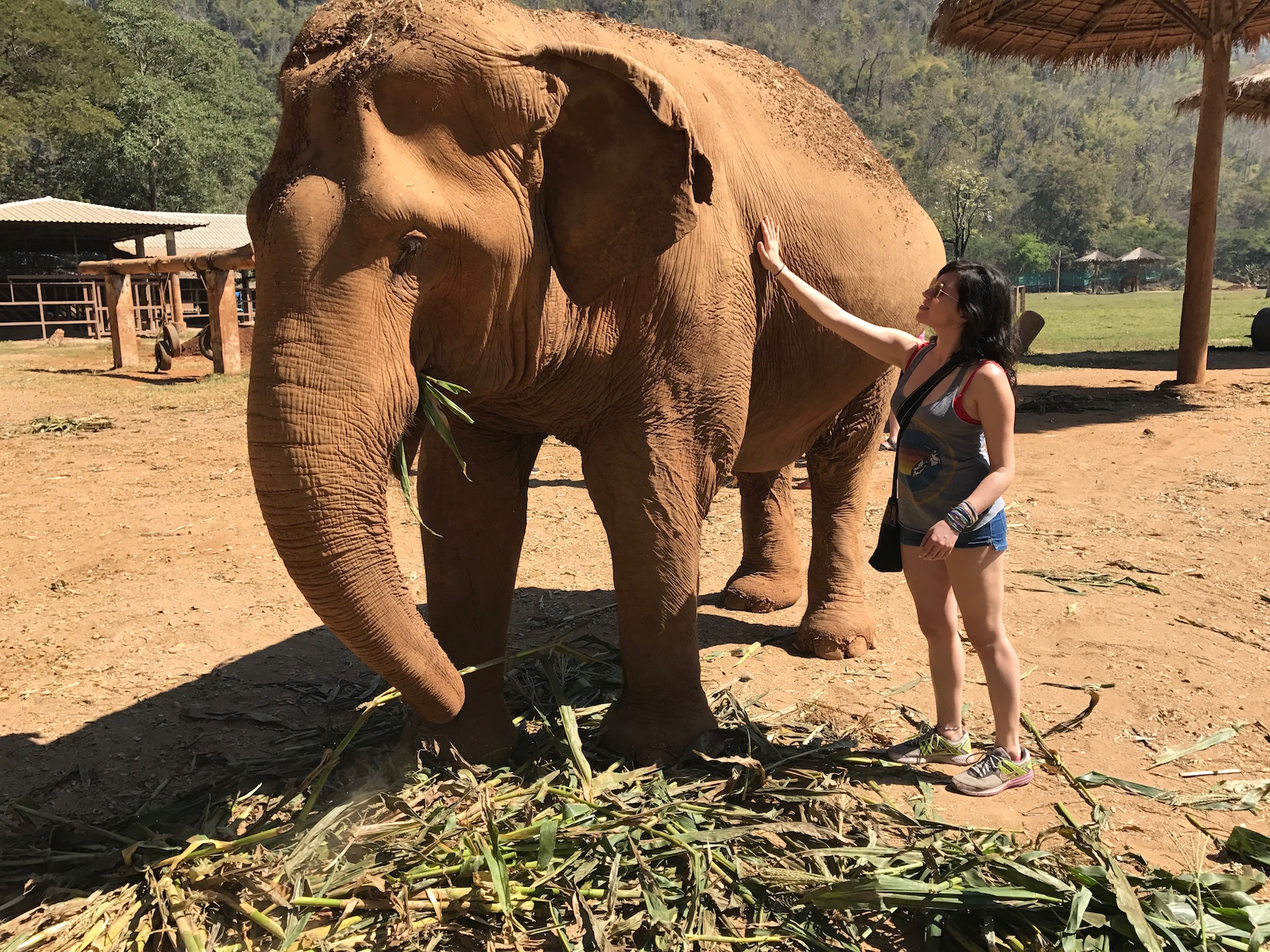 Elephant Nature Park © Nikki Vargas